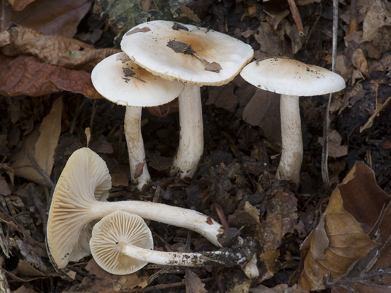 Hygrophorus unicolor